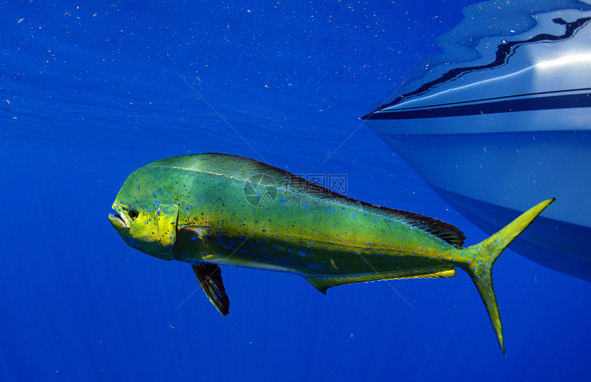 多拉海豚鱼也称为mahimahi或CoryphaenaHip图片