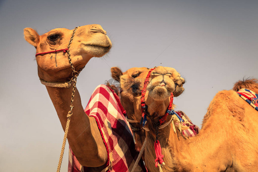 阿联酋迪拜骆驼比赛图片
