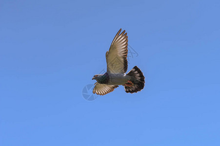 赛鸽在蓝天空中飞翔翅膀宽展光照耀图片