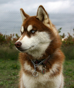 纯种小狗西伯利亚哈士奇的肖像图片