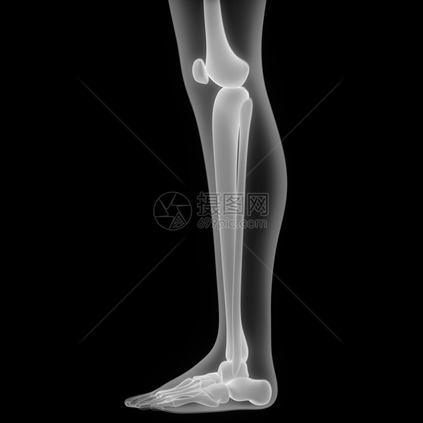 3D人体骨联合疼痛Leg图片