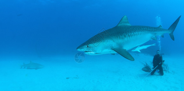 图片显示了一只虎鲨在水肺潜水中图片