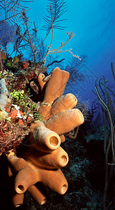 棕Tube海绵Agelassp漂浮在珊瑚表面图片