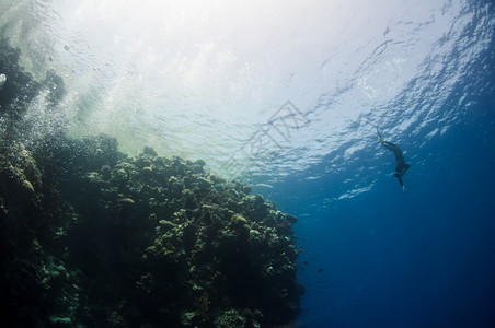 深海蓝洞处的珊瑚礁附近背景