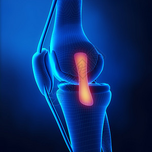 膝关节内侧韧带解剖图片