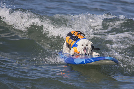 在冲浪板上快乐的狗在图片