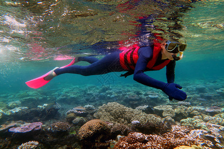 在澳大利亚昆士兰大堡礁潜水的图片