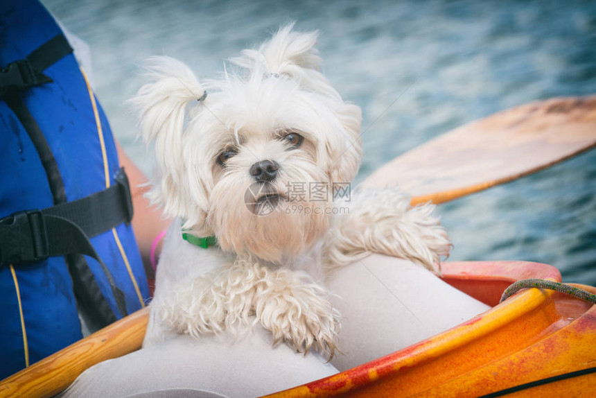 女人和她的狗在皮划艇上图片