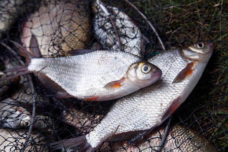 渔业概念淡水白丁膜或有渔获量的鱼网上图片