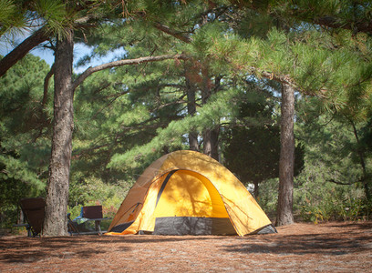 松树下的黄色帐篷图片