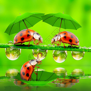 大自然中的雨天小瓢虫在池塘上打着雨伞图片