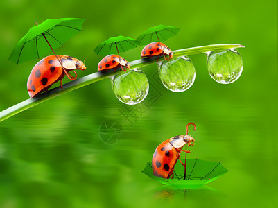 大自然中的雨天小瓢虫在池塘上打着雨伞图片