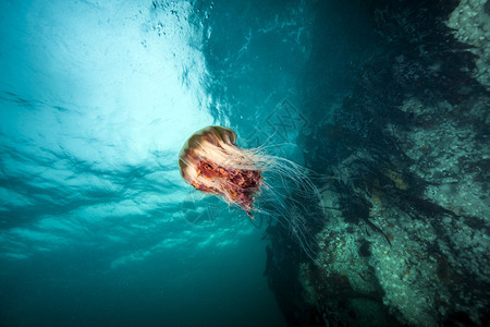图片显示水母在潜水图片