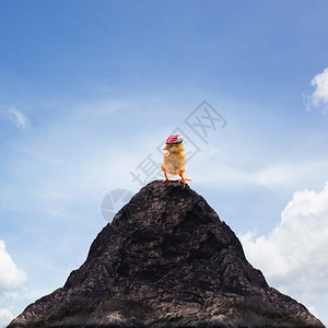 站立在山顶峰的小鸡宝贝成功图片
