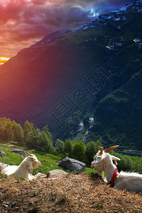山上的山羊挪威风景如画的峡湾图片