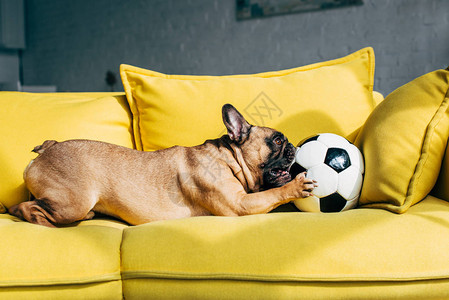 在家黄色沙发上玩足球的可图片
