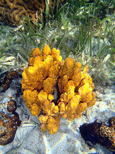 大黄海绵的珊瑚礁图片