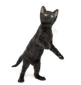 黑人小猫站在后腿上玩耍抬头看两个月大图片