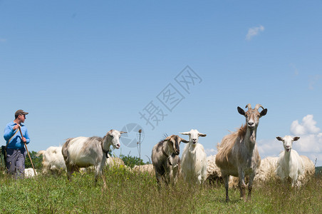 一群绵羊和山羊图片