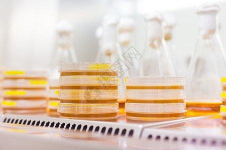 在层流培养皿中关闭LB琼脂培养基上的细胞培养样品生物学家使用琼脂板来培养细胞霉菌真菌细菌或背景图片