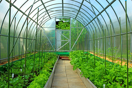 在透明聚碳酸酯制成的温室中种植蔬菜高清图片