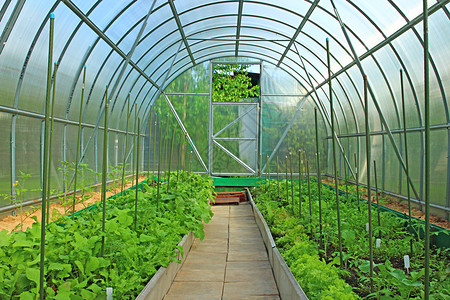 蔬菜温室图片