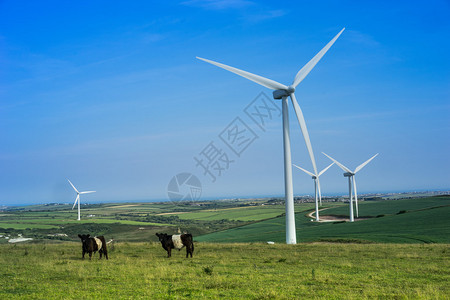 牛群在郁葱的乡村风电场的风力涡轮机下放牧图片