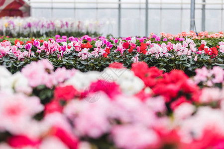 温室中的粉红色和白色仙客来花卉苗圃图片