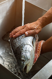 鱼水之乡雄手洗鱼水流入大鱼烹饪寿司的第一阶段优背景