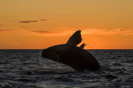南露脊鲸EubalaenaAust图片