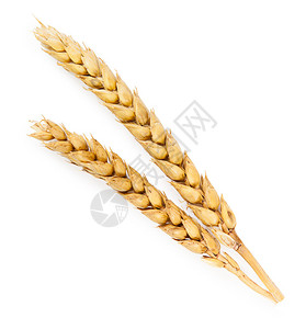 两个成熟的小麦,白图片