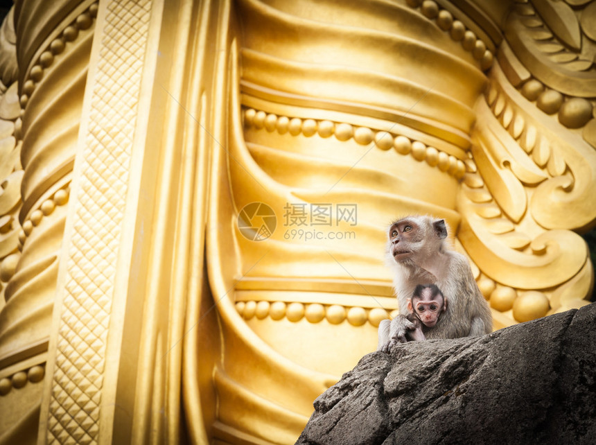 Batu洞穴的婴儿猴子母亲坐在吉隆坡穆拉根洪迪乌勋爵圣殿金图片