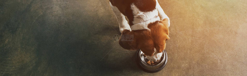 小猎犬从金属碗里吃东西的全景照片图片
