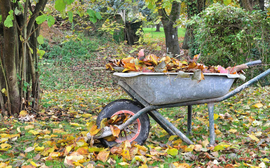 花园里装满枯叶的旧独轮车图片