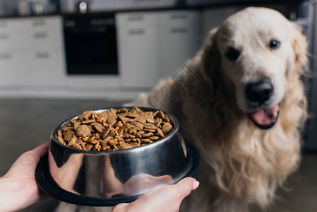 以宠物食在可爱的寻食犬附近抱着碗子的妇女背景