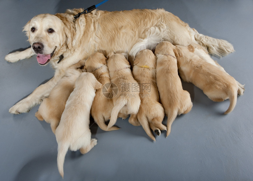 金毛猎犬的母狗与小狗图片