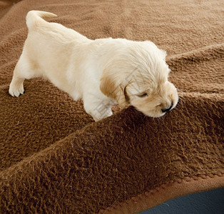 玩毯子的金毛小狗图片