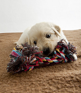 金毛小狗在毯子上玩耍图片