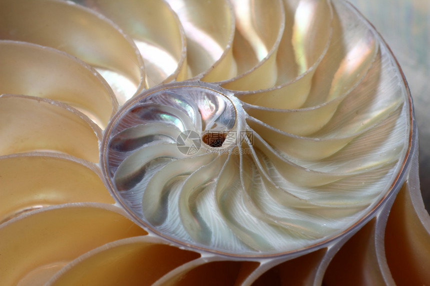 密室鹦鹉螺Nautiluspompilius螺图片