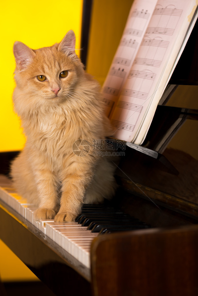 猫钢琴家图片