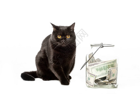 罐子附近的黑英短头发猫用现金钱在白色图片