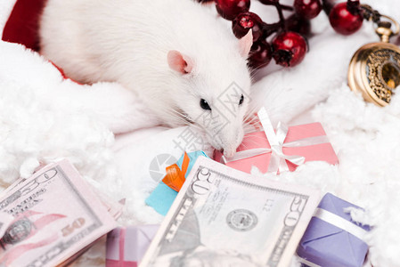 接近礼物和美元钞票的小鼠的选择焦图片
