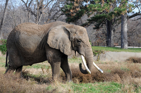 非洲大象在动物园与图片