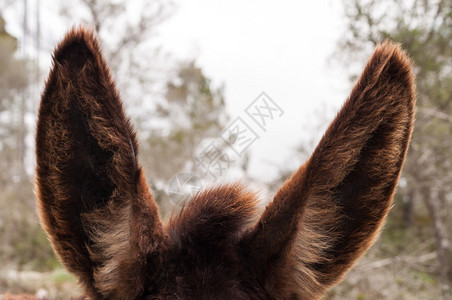 棕毛驴耳朵的前部图片