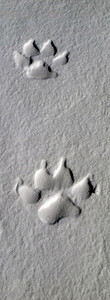 对狼的足迹图片