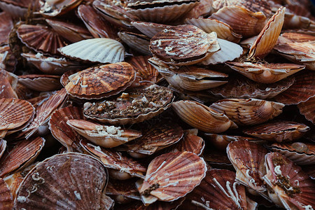 鱼市场上的新鲜扇贝海鲜品种色调图片