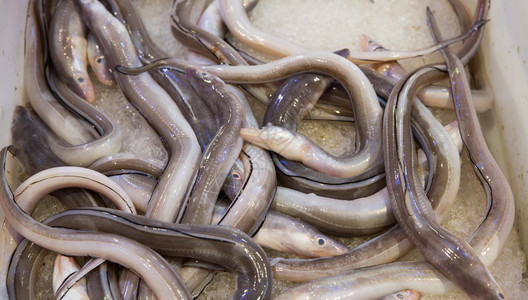 鳗鲞新鲜鳗鱼在市场上出售背景