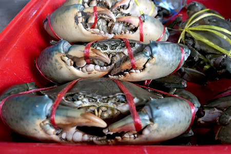 新鲜的螃蟹被绑在市场上的红色皮卡上新鲜可口螃蟹的大爪子螃蟹适合烹饪是一种很好的原背景图片