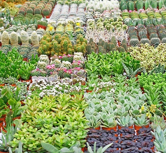 温室内的花店出售的各种多肉植物和仙人掌图片