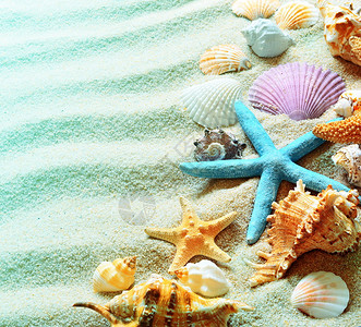 沙滩上彩色的贝壳图片